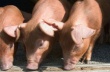 В Калининградской области из-за АЧС уничтожено 600 свиней с частных подворий