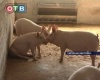 В Приморском крае развивают свиноводство