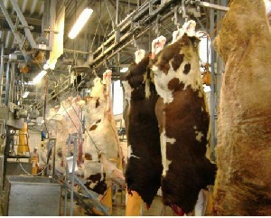 Какие сложности могут возникнуть у частника с убоем домашней скотины?