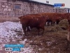 Министр сельского хозяйства и продовольствия Самарской области посетил Сергиевский район
