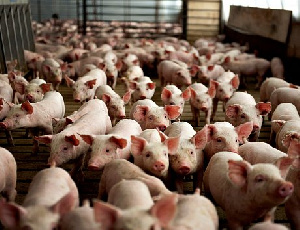 «Челны-Бройлер» и «Камский бекон» производят почти половину мяса в Республике Татарстан