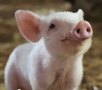 Мясникович: в регионах не хотят заниматься восстановлением производства свинины