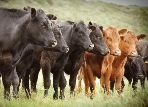 За десять лет производство говядины в Тамбовской области выросло до двадцати тысяч тонн