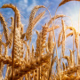 «Дамате» отвела 600 га земель под пшеницу твердых сортов в качестве эксперимента