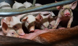 Россельхознадзор хочет провести инспекцию предприятий ЕС