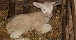 В Ставропольском крае получили потомство австралийских корриделей