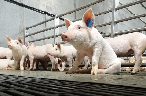 Свинокомплекс в Курской области возобновит работу после вспышки АЧС через полгода