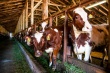 В Азнакаевском районе Татарстана лейкозный скот содержится вместе с условно здоровым поголовьем