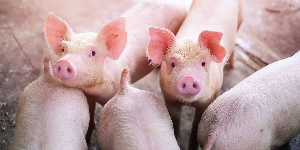 «Белдан» построит крупное производство беконной свинины в Кричевском районе