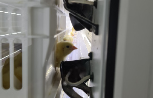 Всемирный день безопасности пищевых продуктов