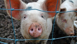 Беларусь снова ограничила ввоз свинины из России