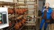 Европа закупит 200 тонн ямальских деликатесов из оленины
