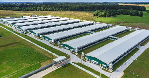 В Курской области отменен карантин по африканской чуме свиней 