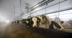 Мясо-молочный комплекс на 450 голов КРС запущен в Томской области
