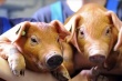 «Дан Куб» планирует в 3 раз перезапустить свиноферму на Кубани после АЧС