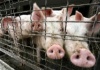 70% эстонских свиней идут на экспорт в Россию - свиновод
