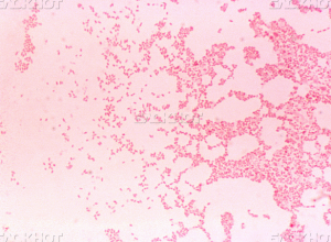 Житель Ставрополья продавал зараженных бруцеллезом животных