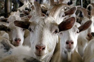 В Марий Эл утвержден новый тип «Марийский» зааненской породы коз В Марий Эл утвержден новый тип «Марийский» зааненской породы коз