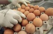 Институт глобализации и социальных движений: Цены на куриные яйца выдают обнищание россиян