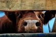В Самарской области обнаружены 35 коров, больных лептоспирозом