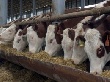 Самарский АПК изменит специализацию Самарский АПК изменит специализацию