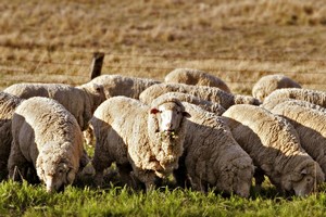 На Ставрополье зимует 134 тысячи племенных овец