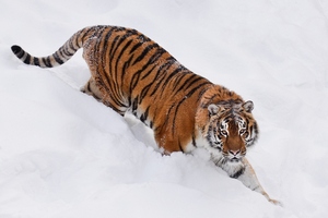 "СОГАЗ" застраховал домашних животных на Дальнем Востоке от нападений тигров и леопардов