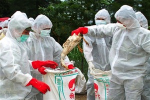 Наивысший уровень угрозы птичьего гриппа введен в Южной Корее Наивысший уровень угрозы птичьего гриппа введен в Южной Корее