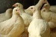 Назад Нерюнгринская птицефабрика возобновила продажу мяса цыплят-бройлеров