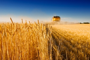В 2018 году Россия может собрать 110,6 млн тонн зерна - Минсельхоз