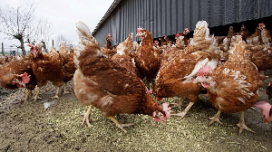 Россельхознадзор ограничил ввоз птицы из ряда стран Евросоюза