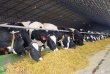 Под Волгоградом построят крупную молочную ферму