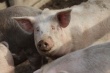 Свиньи в Приморье могут заразиться чумой