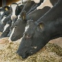 АПК «Русич» планирует потратить 160 млн рублей на разведение мясного скота в Воронежской области