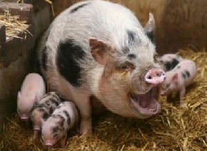 За неделю в России, Литве и Латвии выявлено несколько новых вспышек АЧС