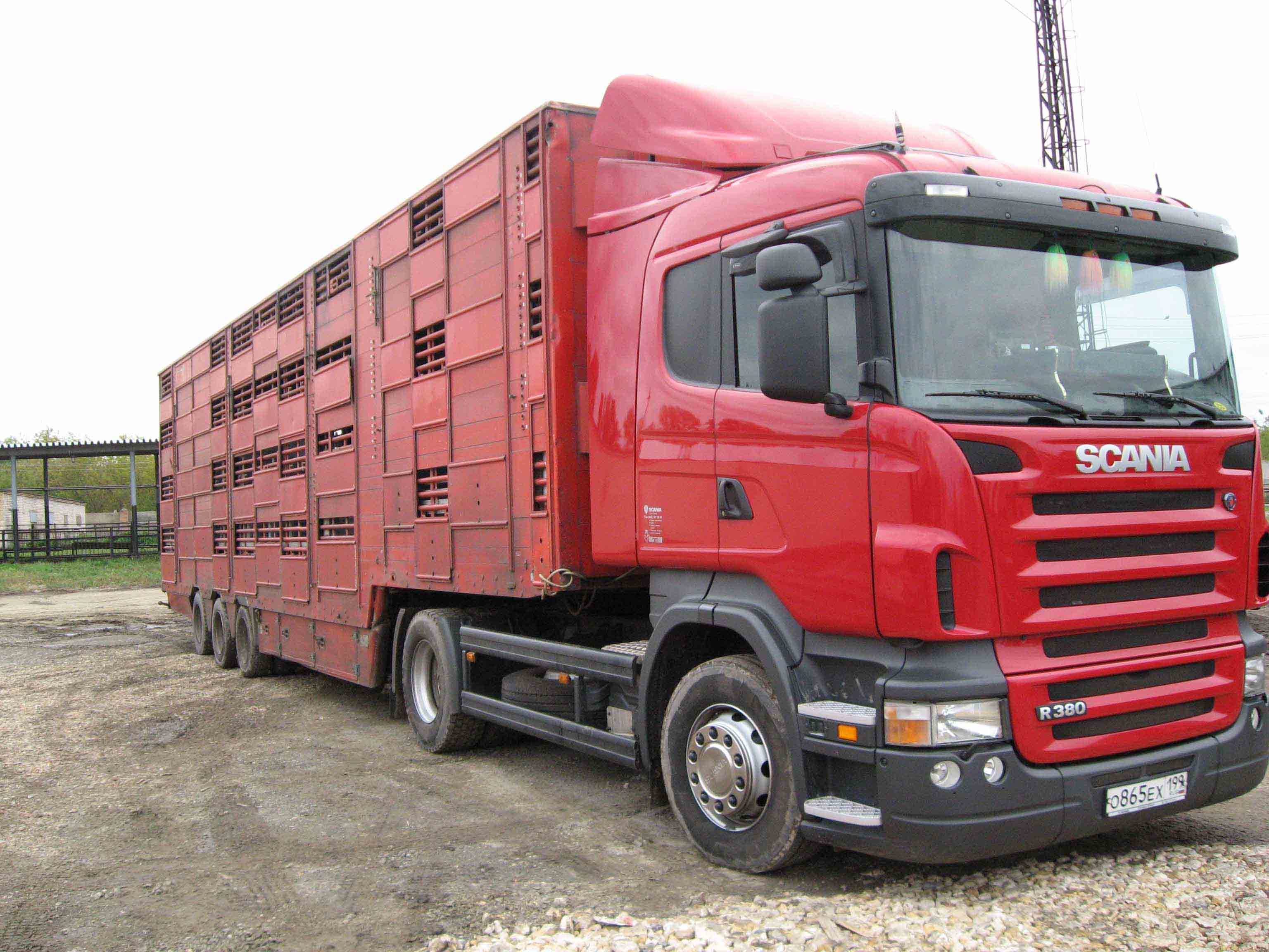 Перевозка животных импортными скотовозами