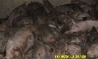 Воронежские власти выплатят 60 млн за сожженных из-за чумы свиней