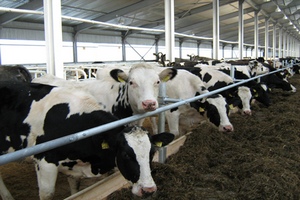Президент России подписал закон об изменении требований к лизингу мясного скота