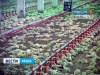За вакансиями на пензенскую птицефабрику «Васильевская» выстраиваются очереди