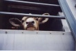 В Калининградскую область не пустили почти 70 коров из Германии