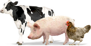 В Новосибирской области построено предприятие по производству кормов из биоотходов