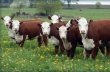 В Республике Северная Осетия-Алания отмечается рост мясного производства