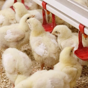 Модернизацию Пермской птицефабрики оценили в 1,15 млрд рублей