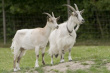 Поголовье коз в Подмосковье за год увеличилось на 2,4%