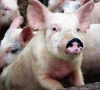 О результатах проведения проверок в отношении хозяйствующих субъектов Пермского края в рамках недопущения заноса и распространения вируса африканской чумы свиней.