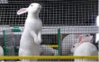 Кролики на Кубани могут заменить свиней