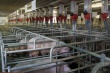 Томская область внедряет новые стандарты безопасности мяса