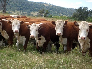 В Костромской области обсуждаются инвестиции в мясное животноводство