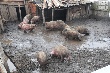 Из-за африканской чумы свиней на Кубани завели 21 уголовное дело
