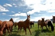 Россия вложит в производство конины 180 млн рублей